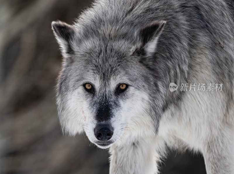 灰狼或灰狼(Canis lupus)是一种原产于北美荒野和偏远地区的犬科动物。在冬天与雪和特写。